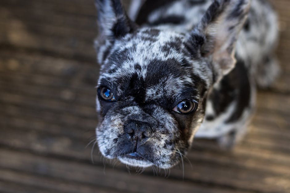 Essential Accessories Every Frenchie Dad in Dallas Needs in His Wardrobe