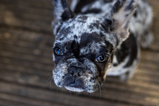 Essential Accessories Every Frenchie Dad in Dallas Needs in His Wardrobe